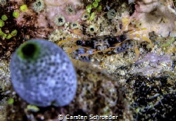 Crab by Carsten Schroeder 